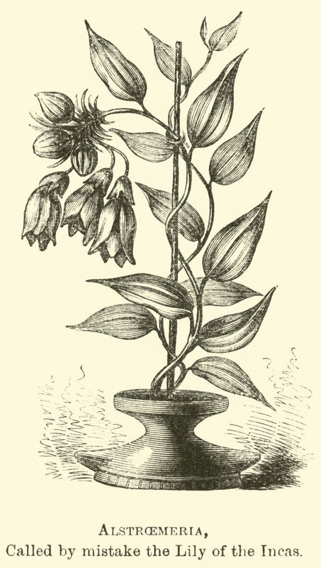 Alstroemeria, jota kutsutaan vahingossa Inkojen kieloiksi tekijältä Edouard Riou