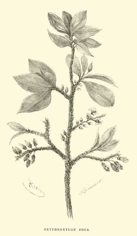 Erythroksylon coca tekijältä Edouard Riou