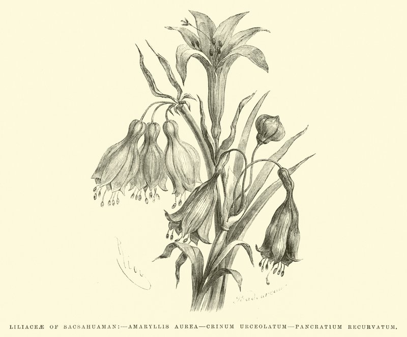 Sacsahuamanin liliaceae, Amaryllis aurea, Crinum urceolatum, Pancratium recurvatum tekijältä Edouard Riou