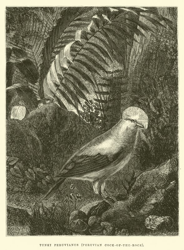 Tunki Peruvianus, Perun Cock-of-the-Rock tekijältä Edouard Riou