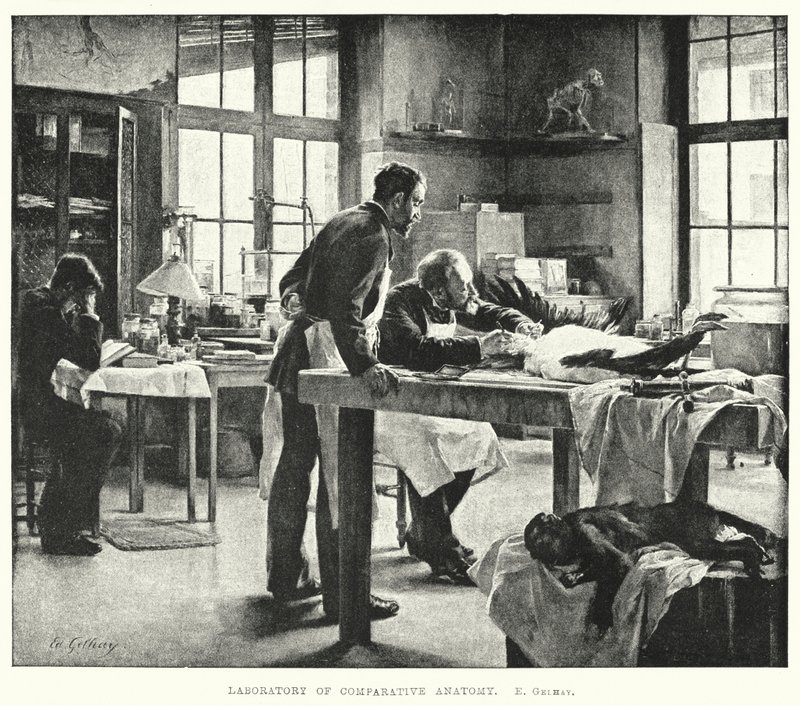 Vertailevan anatomian laboratorio (kaiverrus) tekijältä Edouard Gelhay
