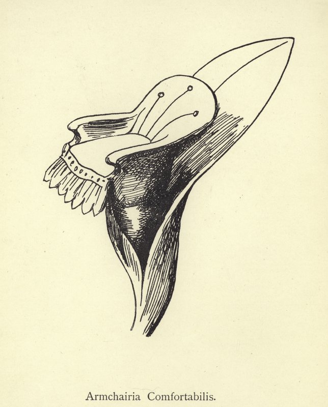 Nojatuoli Comfortabilis tekijältä Edward Lear