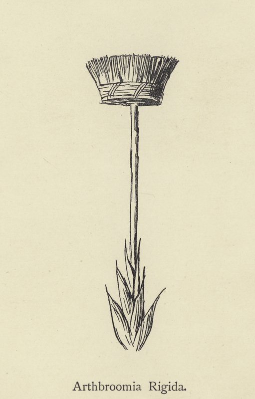 Arthbroomia rigida tekijältä Edward Lear