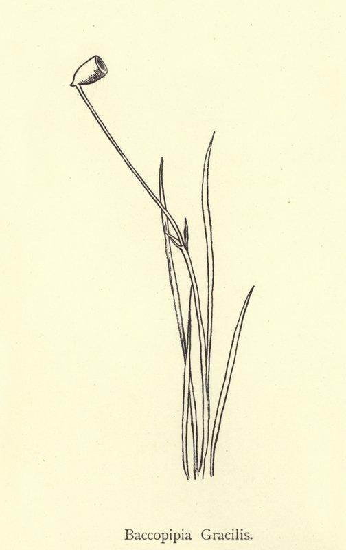 Baccopipia Gracilis tekijältä Edward Lear