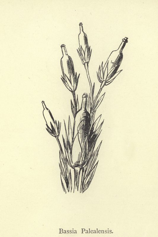 Bassia Palealensis tekijältä Edward Lear