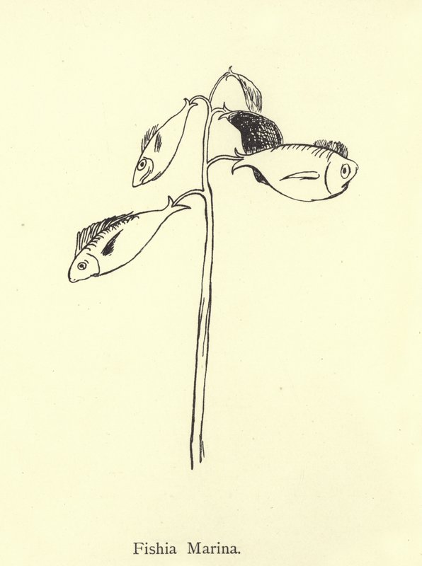 Fishia Marina tekijältä Edward Lear