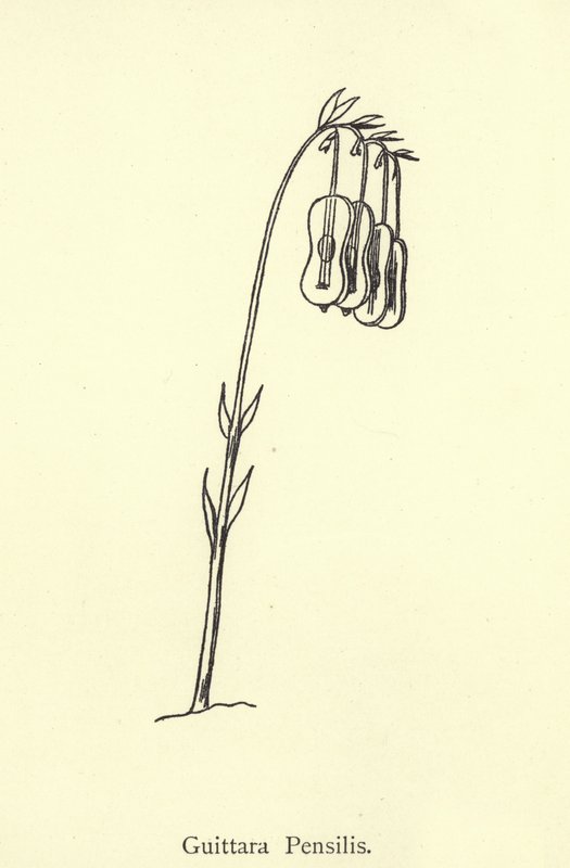 Guittara Pensilis tekijältä Edward Lear
