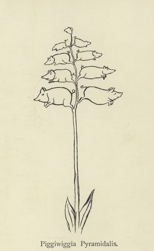 Piggiwiggia Pyramidalis tekijältä Edward Lear