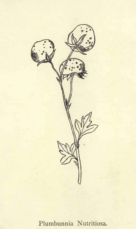 Plumbunnia Nutritiosa tekijältä Edward Lear