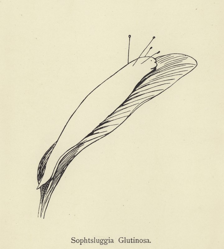 Sophtsluggia Glutinosa tekijältä Edward Lear