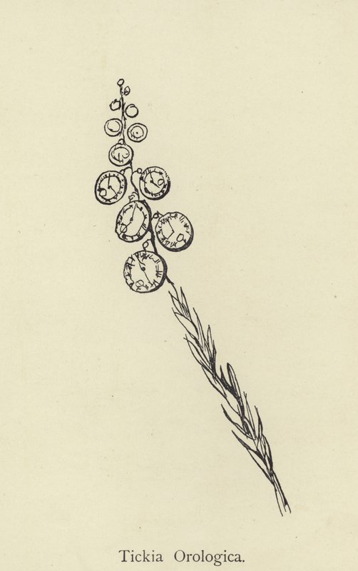 Tickia Orologica tekijältä Edward Lear