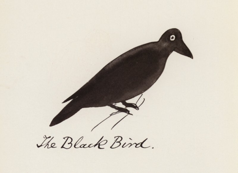 Edward Lear, Lintukirja: Musta lintu (väri litho) tekijältä Edward (after) Lear