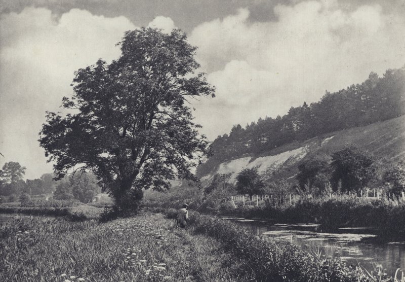 Iso tuhka pääkannattajalla, Leckford (s/w-kuva). tekijältä Edward Alfred Barton