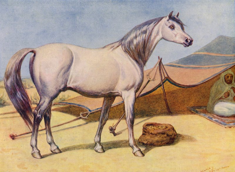 Arabian hevonen (väri litho) tekijältä Edward Brice Montefiore