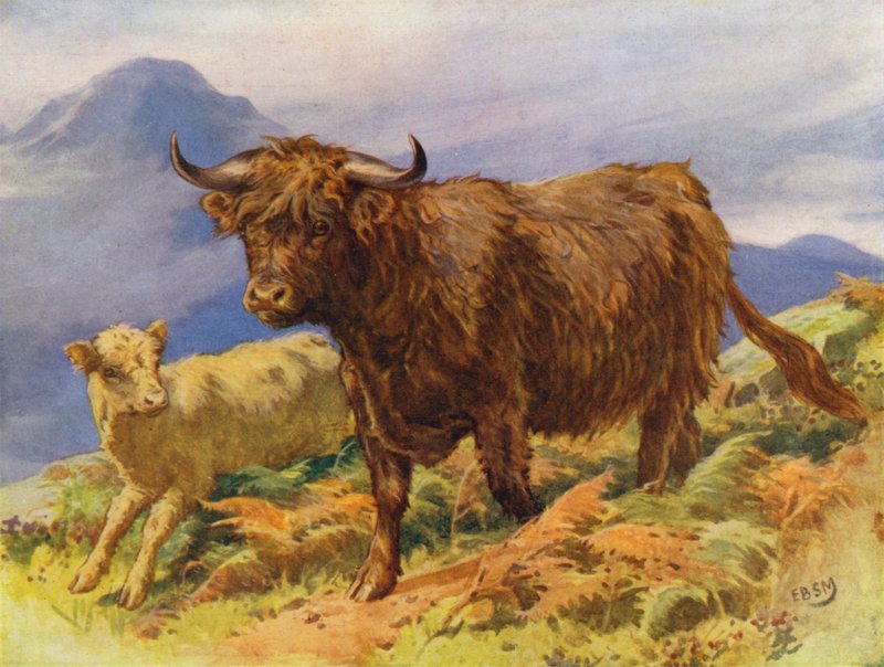 Ylämaan lehmä ja vasikka (väri litho) tekijältä Edward Brice Montefiore