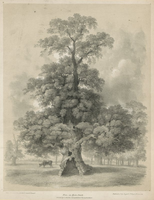 Elm Hyde Parkissa Lontoossa tekijältä Edward Hassell