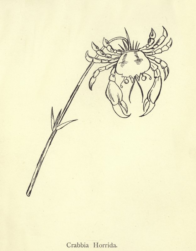 Crabbia Horrida tekijältä Edward Lear
