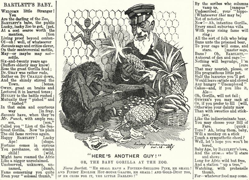 Punch-sarjakuva: Abraham Dee Bartlett, Lontoon eläintarhan superintendentti ja gorillanpoika (kaiverrus) tekijältä Edward Linley (after) Sambourne