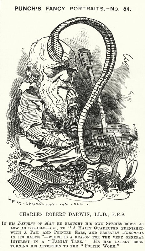 Punch-sarjakuva: Charles Darwin, englantilainen luonnontieteilijä ja biologi (kaiverrus) tekijältä Edward Linley (after) Sambourne