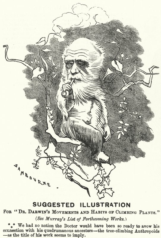 Punch-sarjakuva: Ehdotettu kuva tohtori Darwinin liikkeistä ja kiipeilykasvien tottumuksista (kaiverrus) tekijältä Edward Linley (after) Sambourne