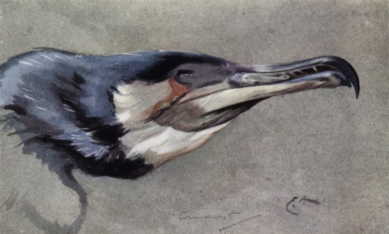 Merimetso tekijältä Edwin John Alexander