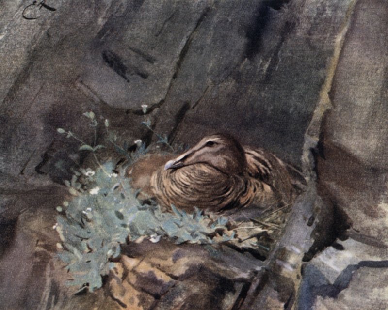 Haahka pesällä tekijältä Edwin John Alexander