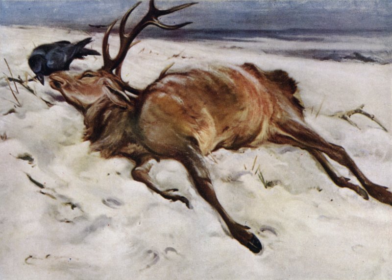 Kuollut hirvi tekijältä Edwin John Alexander