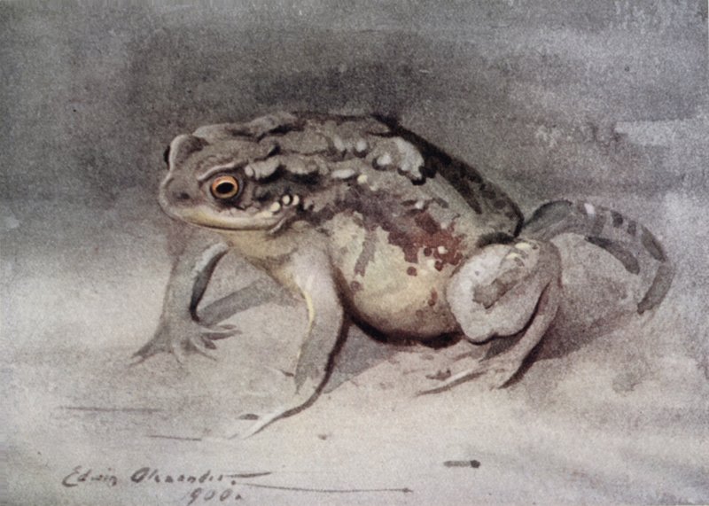Rupikonna tekijältä Edwin John Alexander