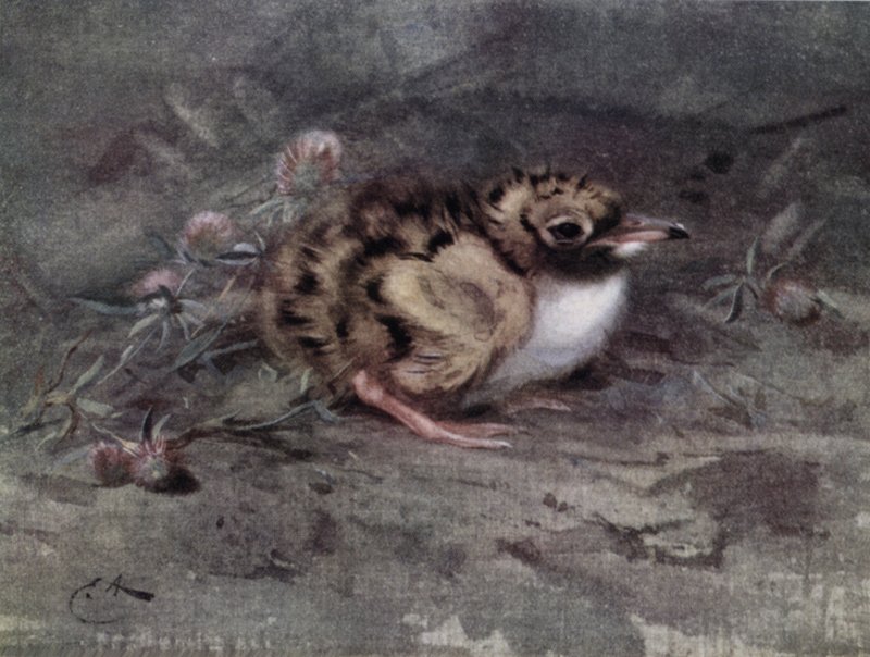 Nuori teini tekijältä Edwin John Alexander