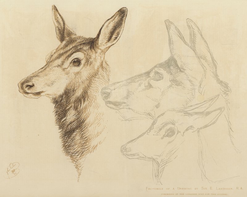 Sir E Landseerin, RA:n piirustuksen fac-simile tekijältä Edwin Landseer