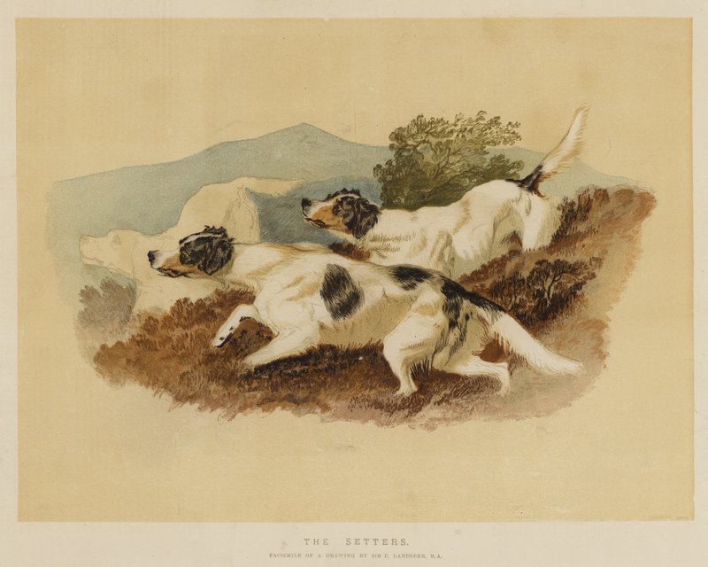 Setterit tekijältä Edwin Landseer