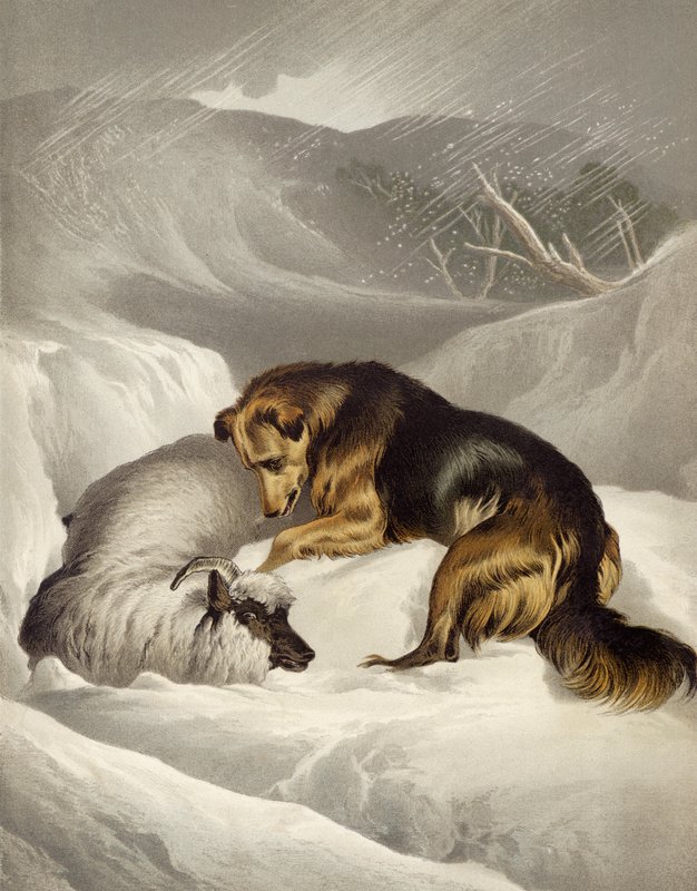 Lampaiden pelastus tekijältä Edwin after Landseer