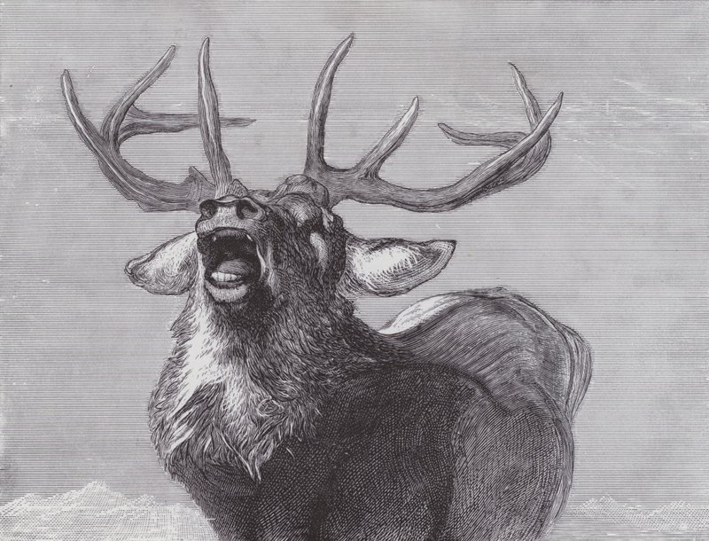 Haaste tekijältä Edwin (after) Landseer