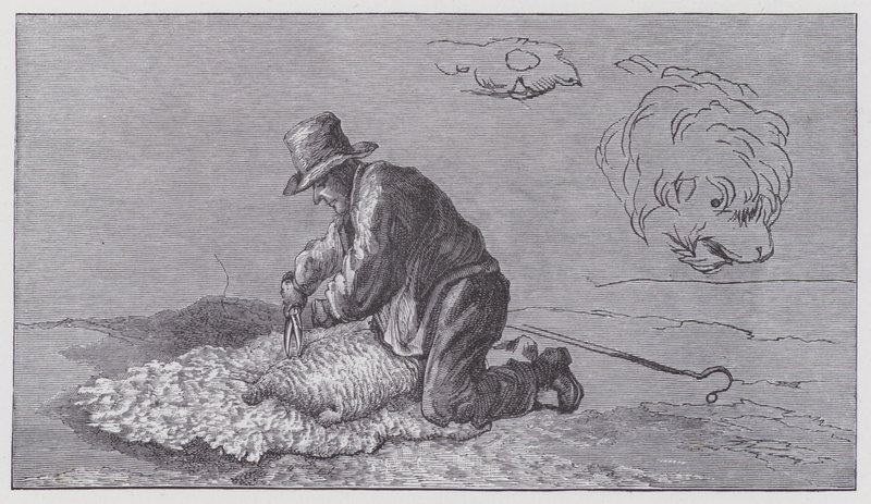 Lammasleikkaus tekijältä Edwin (after) Landseer