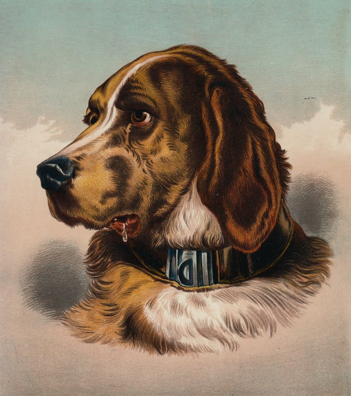 Verikoira () (värilitra) tekijältä Edwin (after) Landseer