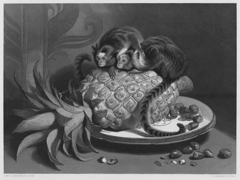 Marmozettet, kuvasta Royal Collectionissa (kaiverrus) tekijältä Edwin (after) Landseer