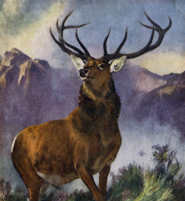 The Monarch of the Glen (väri litho) tekijältä Edwin (after) Landseer