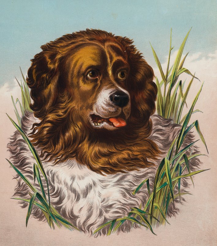 The Newfoundland (värilitro) tekijältä Edwin (after) Landseer