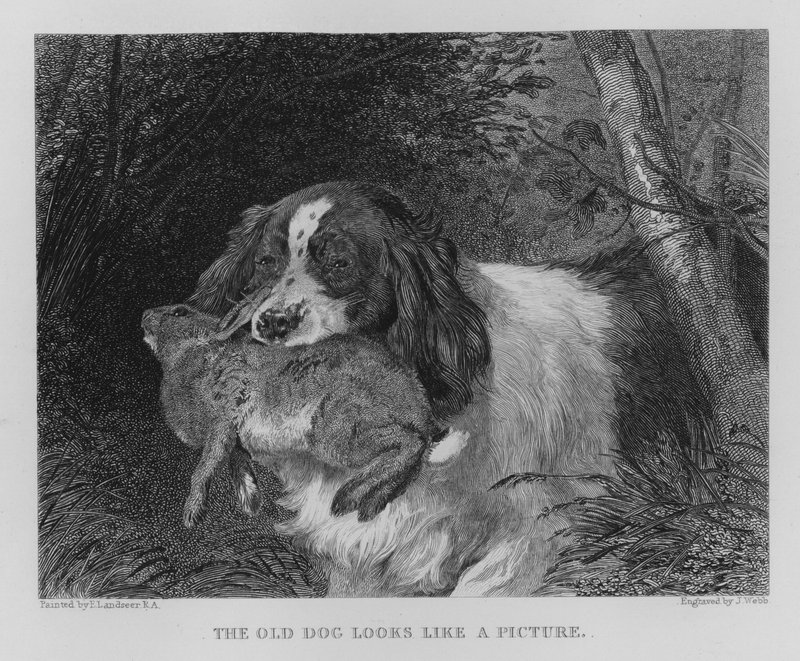 Vanha koira näyttää kuvalta (kaiverrus) tekijältä Edwin (after) Landseer