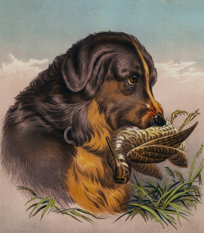 Noutaja (värilitro) tekijältä Edwin (after) Landseer