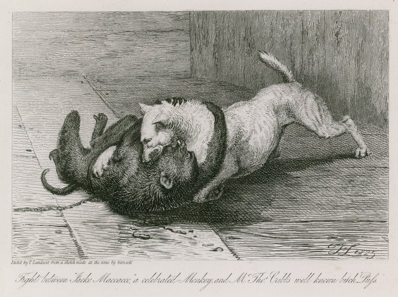 Taistelu Jacco Macaccon, kuuluisan apinan, ja herra Thomas Cubbin tunnetun nartun, Kissan, välillä. tekijältä Edwin Landseer