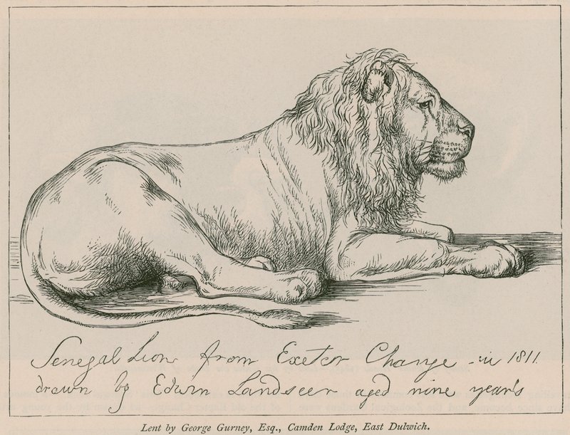Senegalin leijona Exeterin muutoksesta tekijältä Edwin Landseer