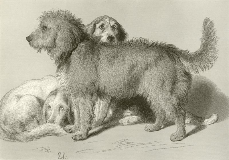 Kolme koiraa tekijältä Edwin Landseer