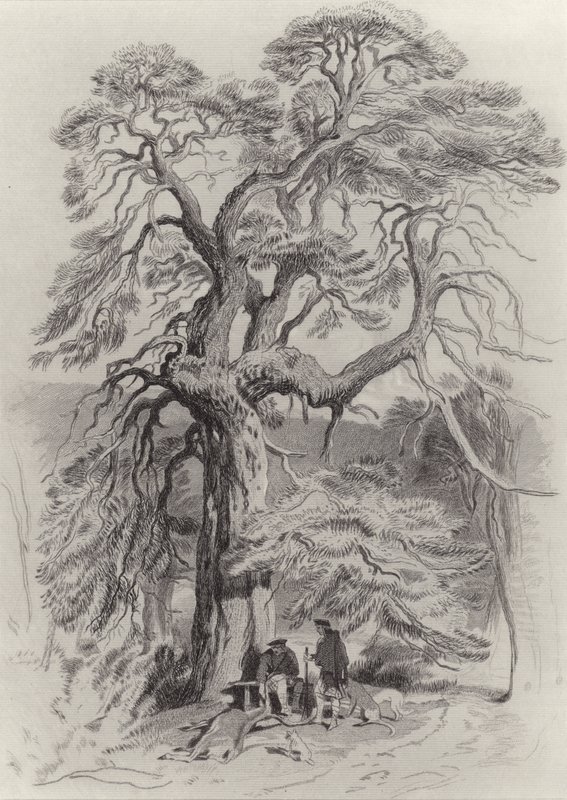 Vanhan kuusen alla tekijältä Edwin Landseer