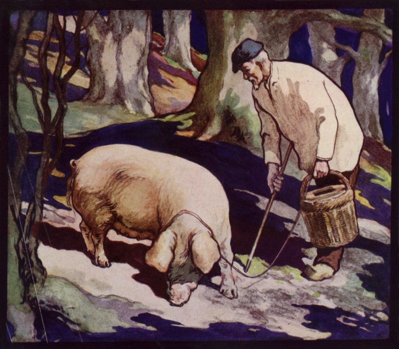 Ranskalainen tryffeleitä metsästävä sika (väri litho) tekijältä Edwin Noble