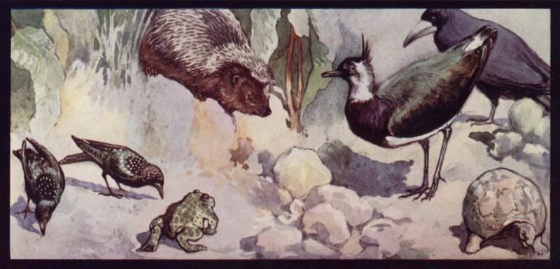 Madon ja etanan viholliset (väri litho) tekijältä Edwin Noble