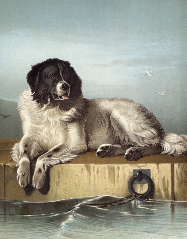 Humane Societyn arvostettu jäsen tekijältä Edwin after Landseer