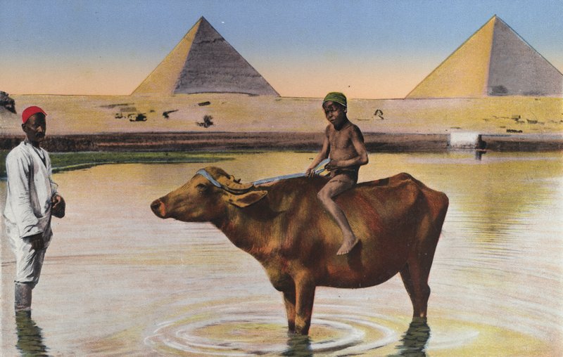 Kairo, pyramidit ja puhvelit Niilillä (värillinen kuva) tekijältä Egyptian Photographer
