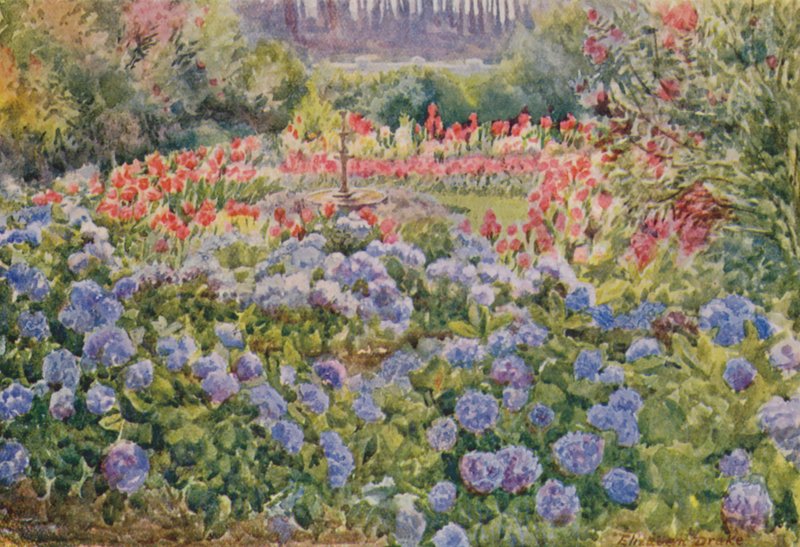 Siniset hortensiat ja vaaleanpunaiset kananat, Alphen, Wynberg (värilitro). tekijältä Elizabeth Drake