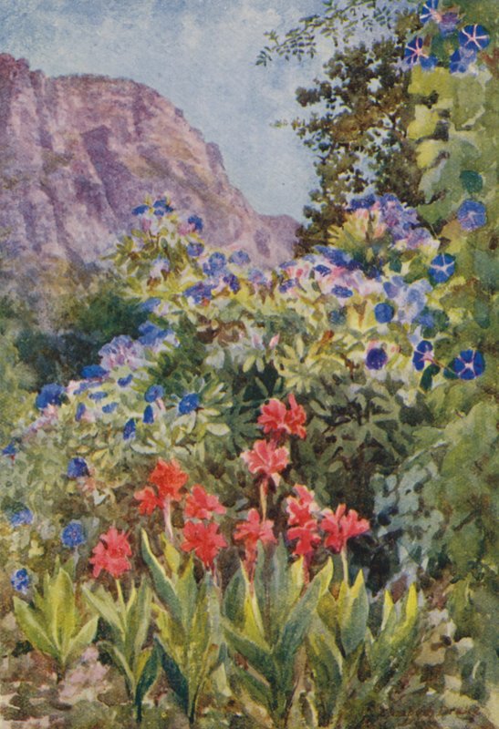 Sininen Ipomoea ja Cannas, Bishopscourt, lähellä Kapkaupunkia (värilitro). tekijältä Elizabeth Drake